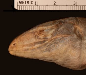 Media type: image;   Herpetology R-92046